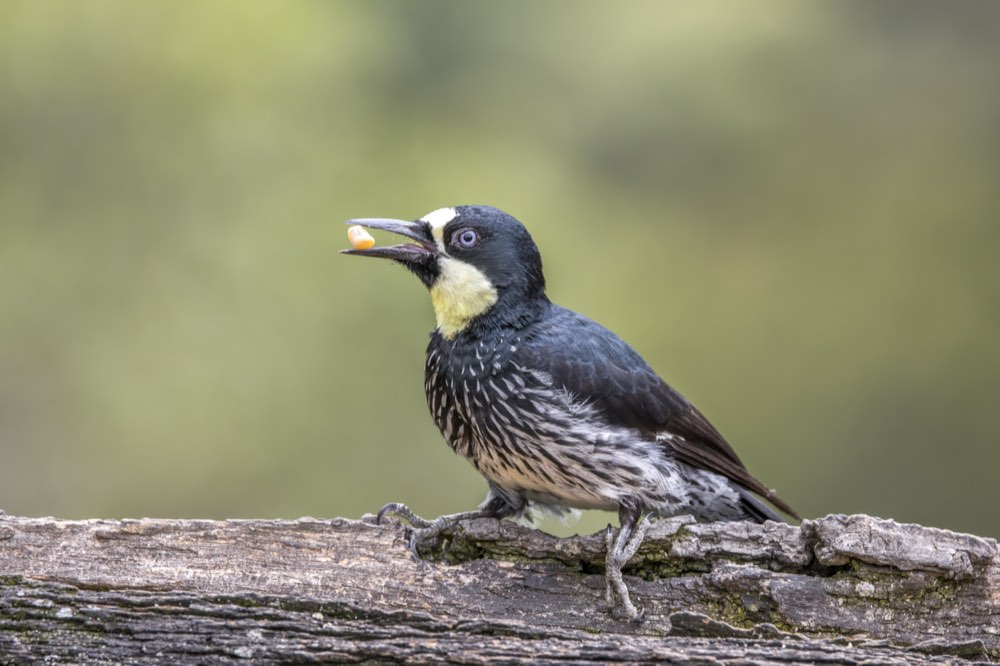 Female Acorn Woodpecker