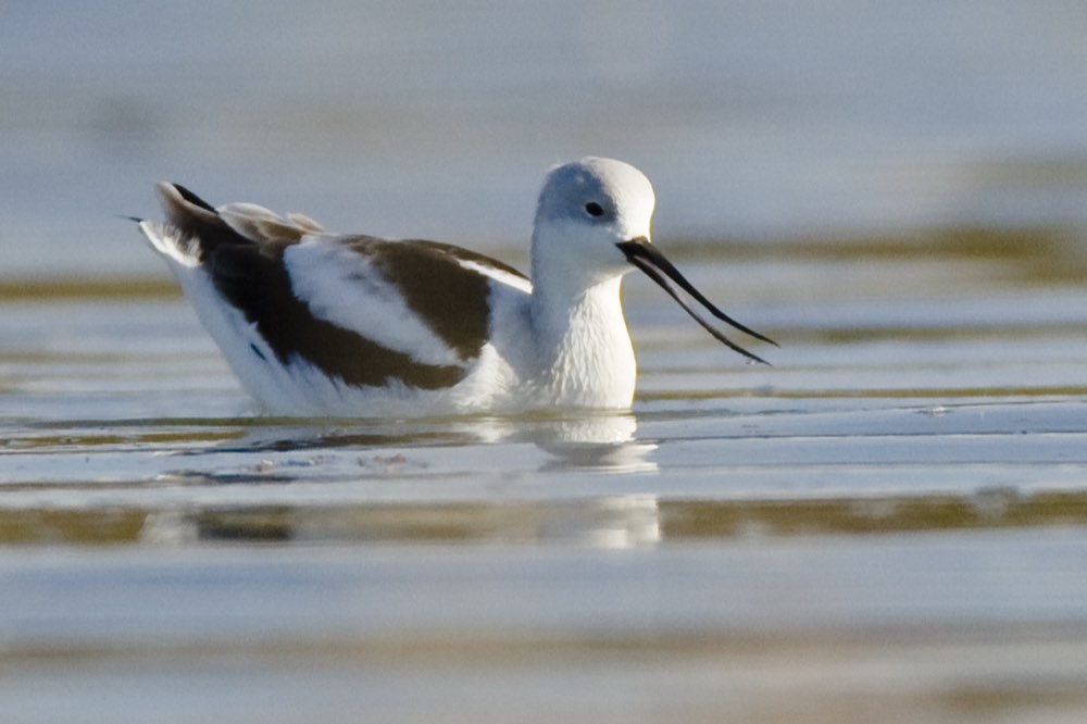 American Avocet