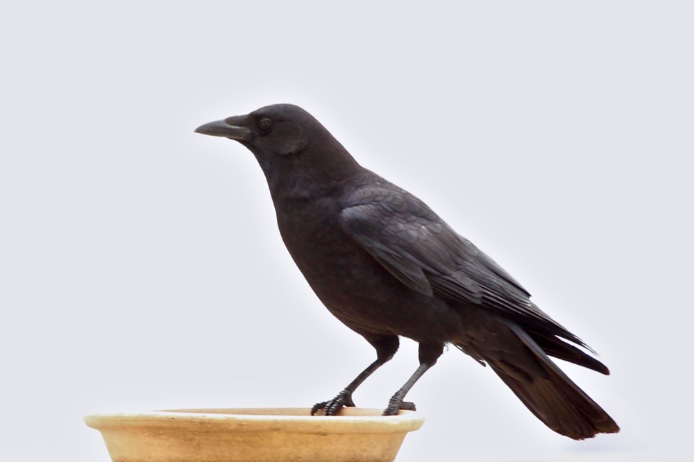 American Crow