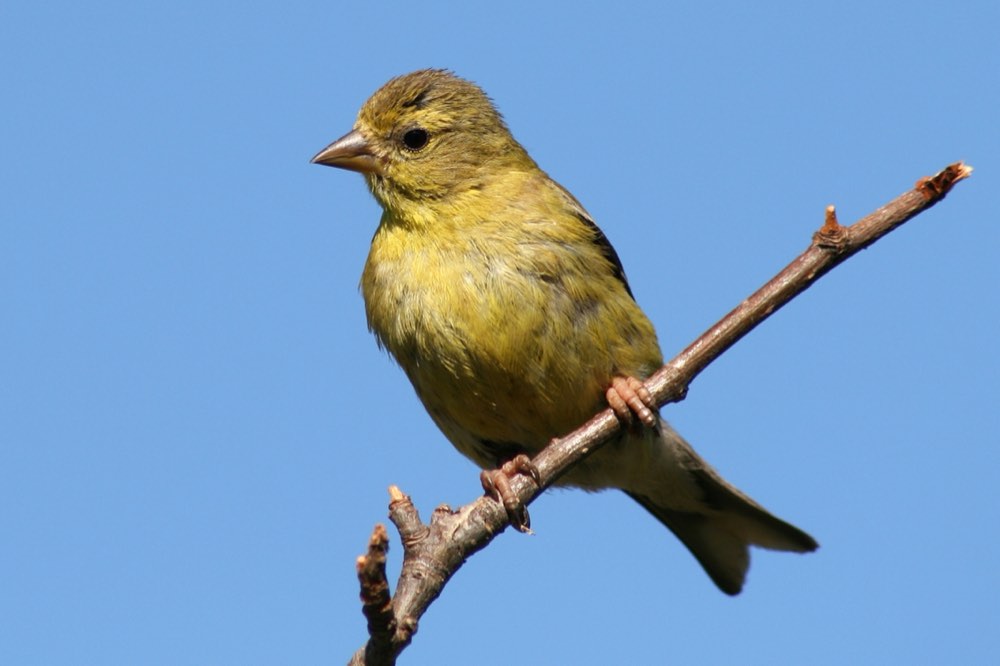 Female American Goldfinch