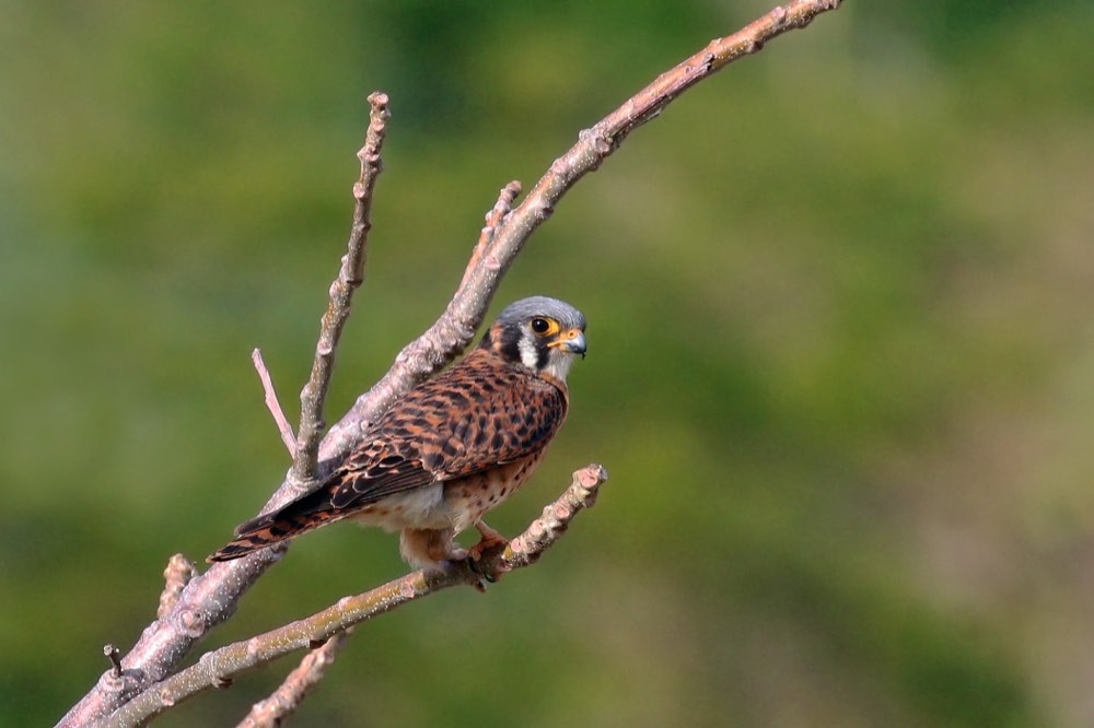 Female American Kestrel