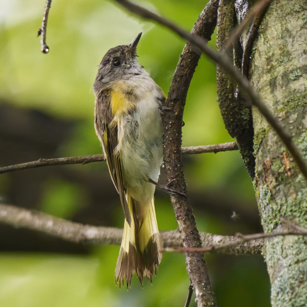 American Redstart