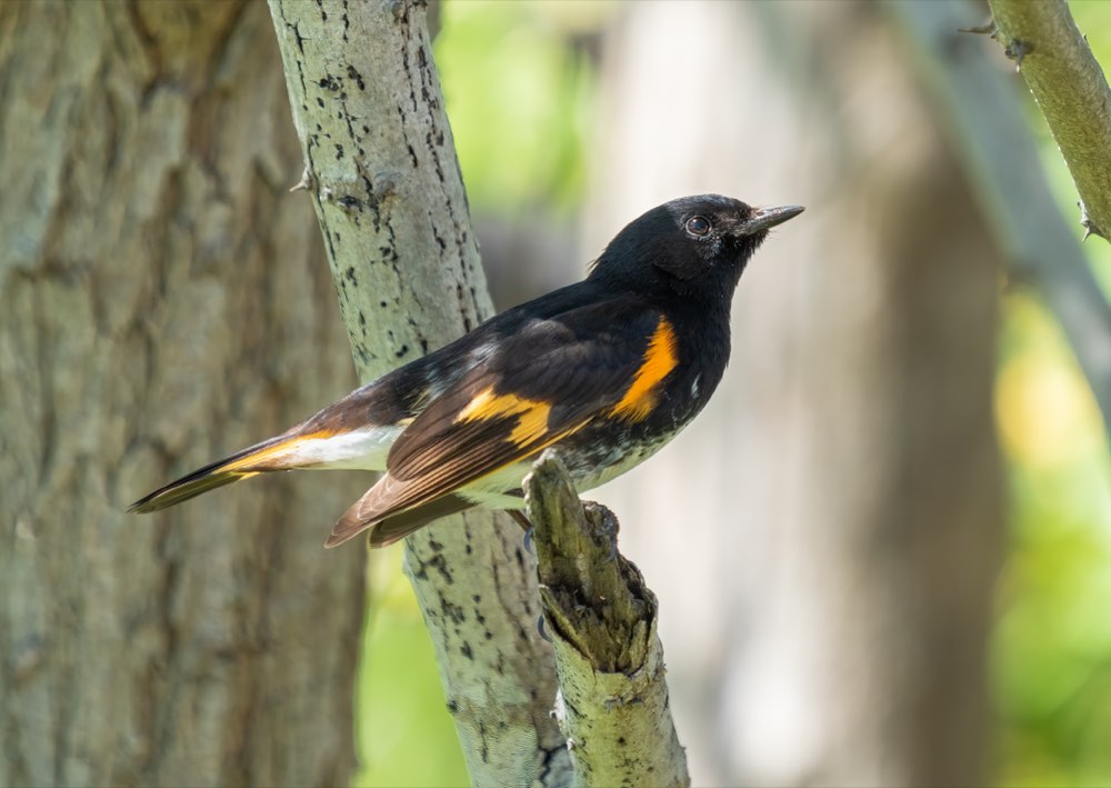 American Redstart