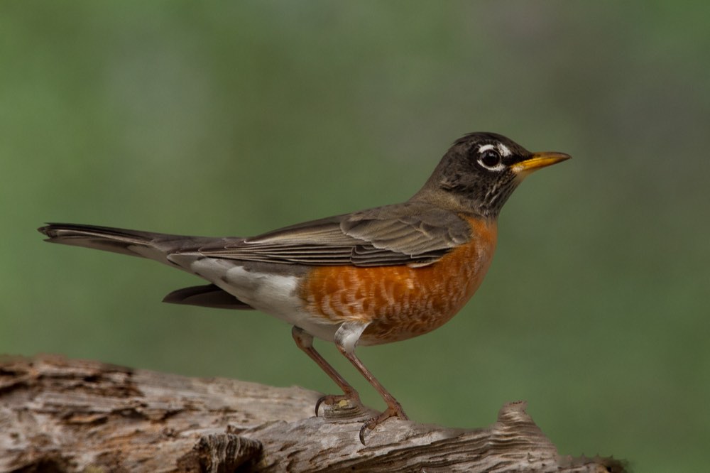Female American Robin