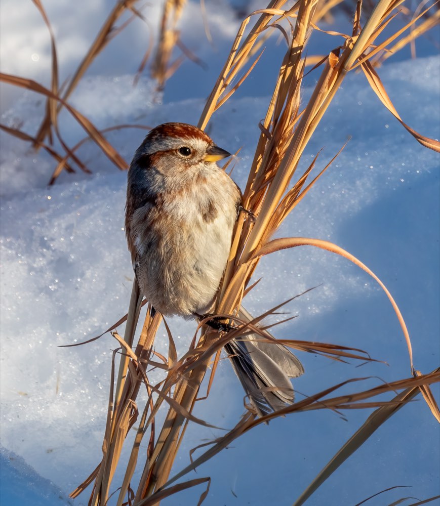 American Tree Sparrow