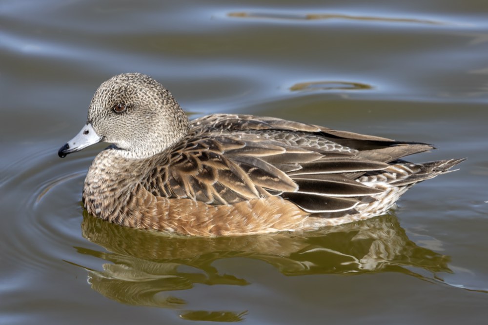 Female American Wigeon