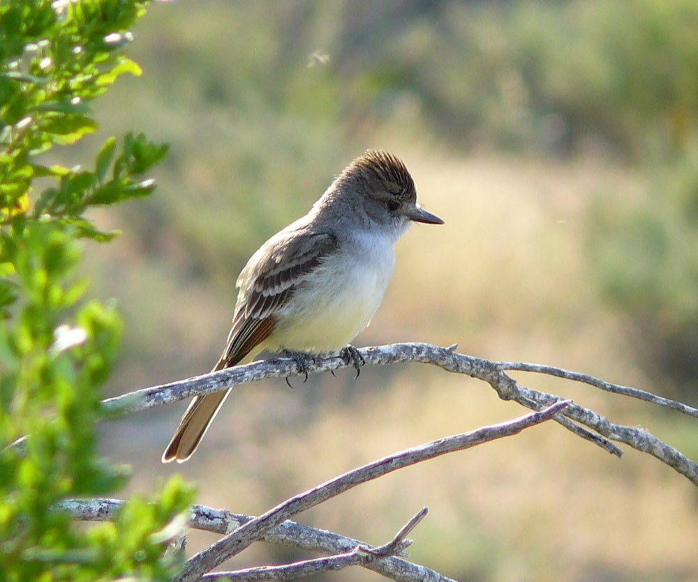 Ash-throated Flycatcher