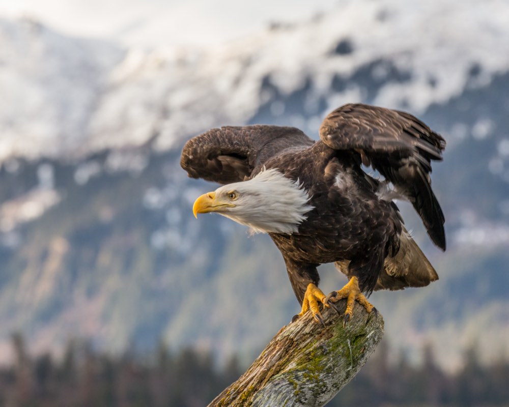Male Bald Eagle