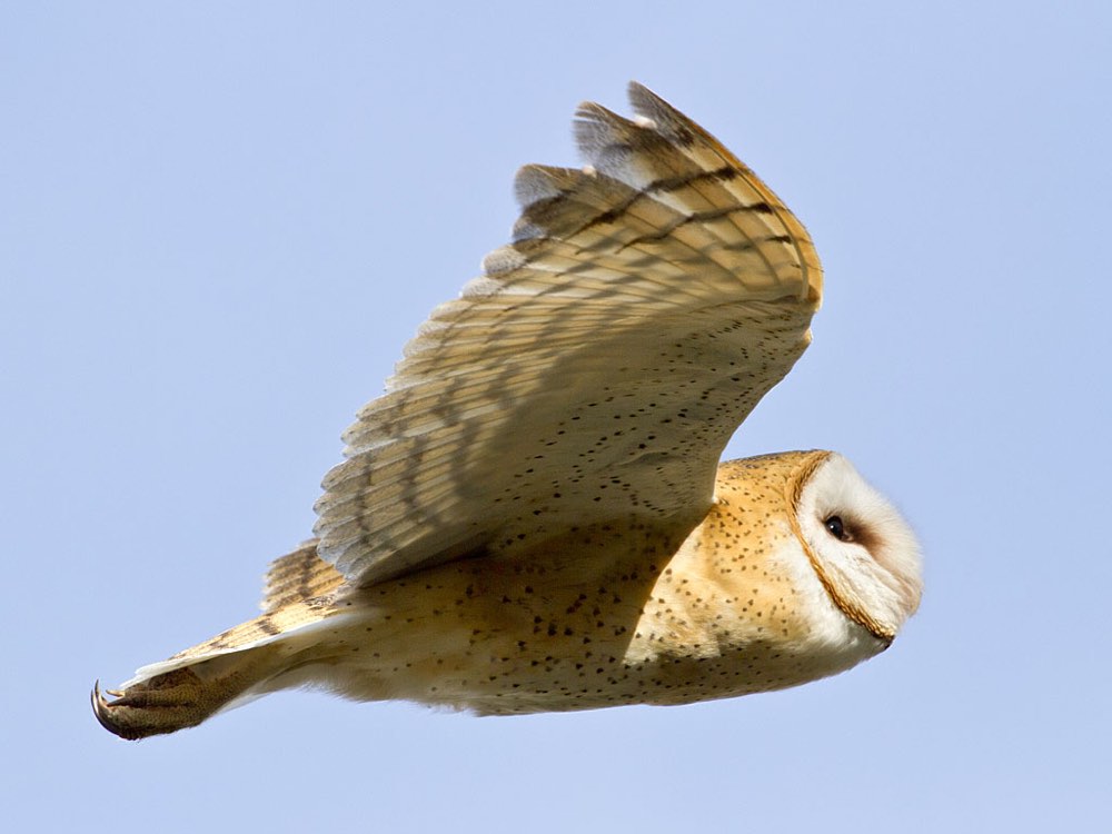 Barn Owl