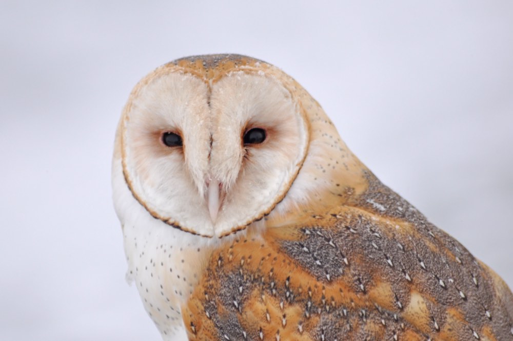 Barn Owl