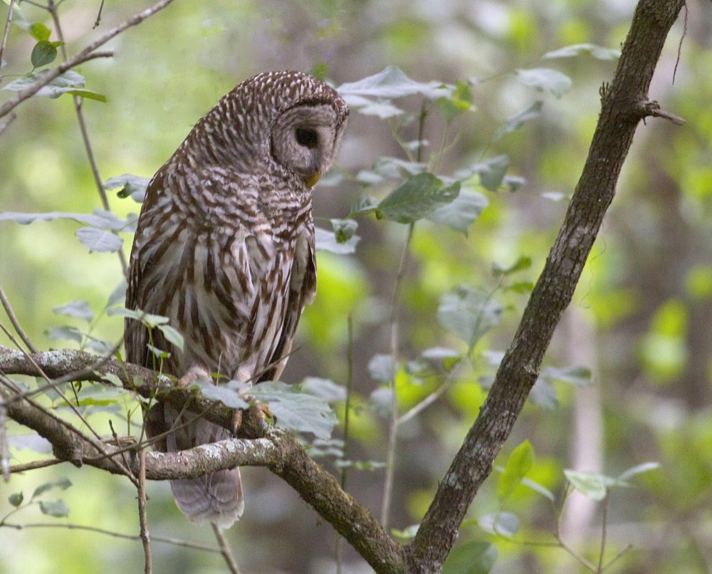 Barred Owl