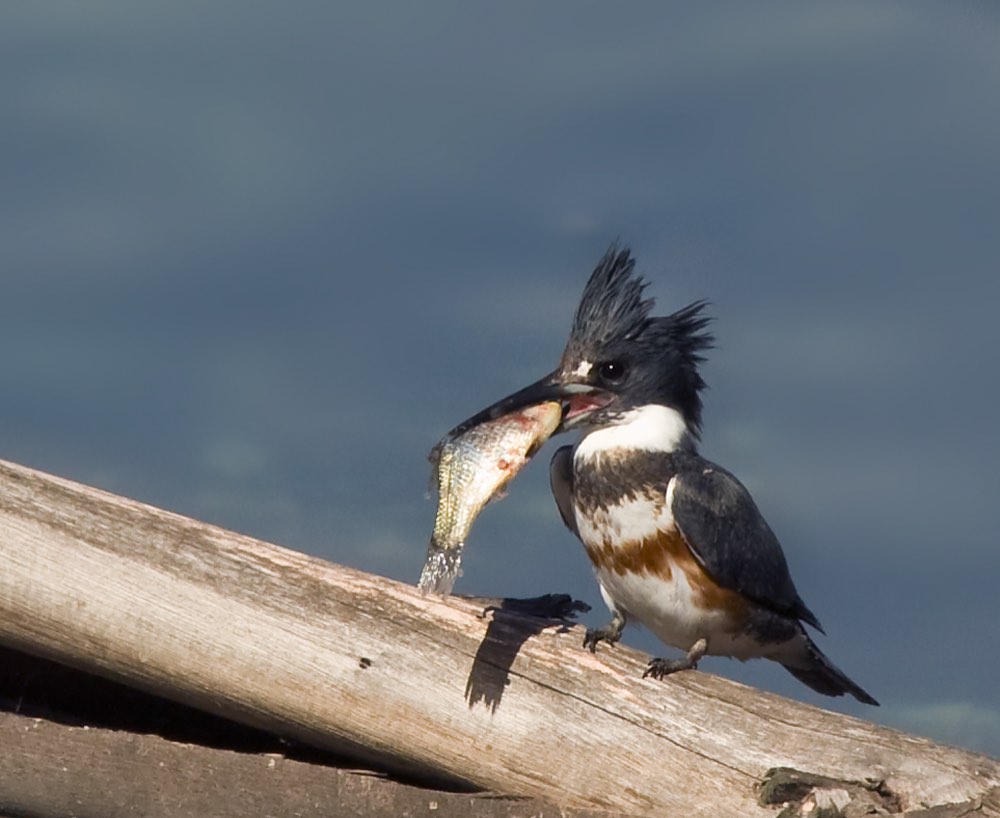 Belted Kingfisher