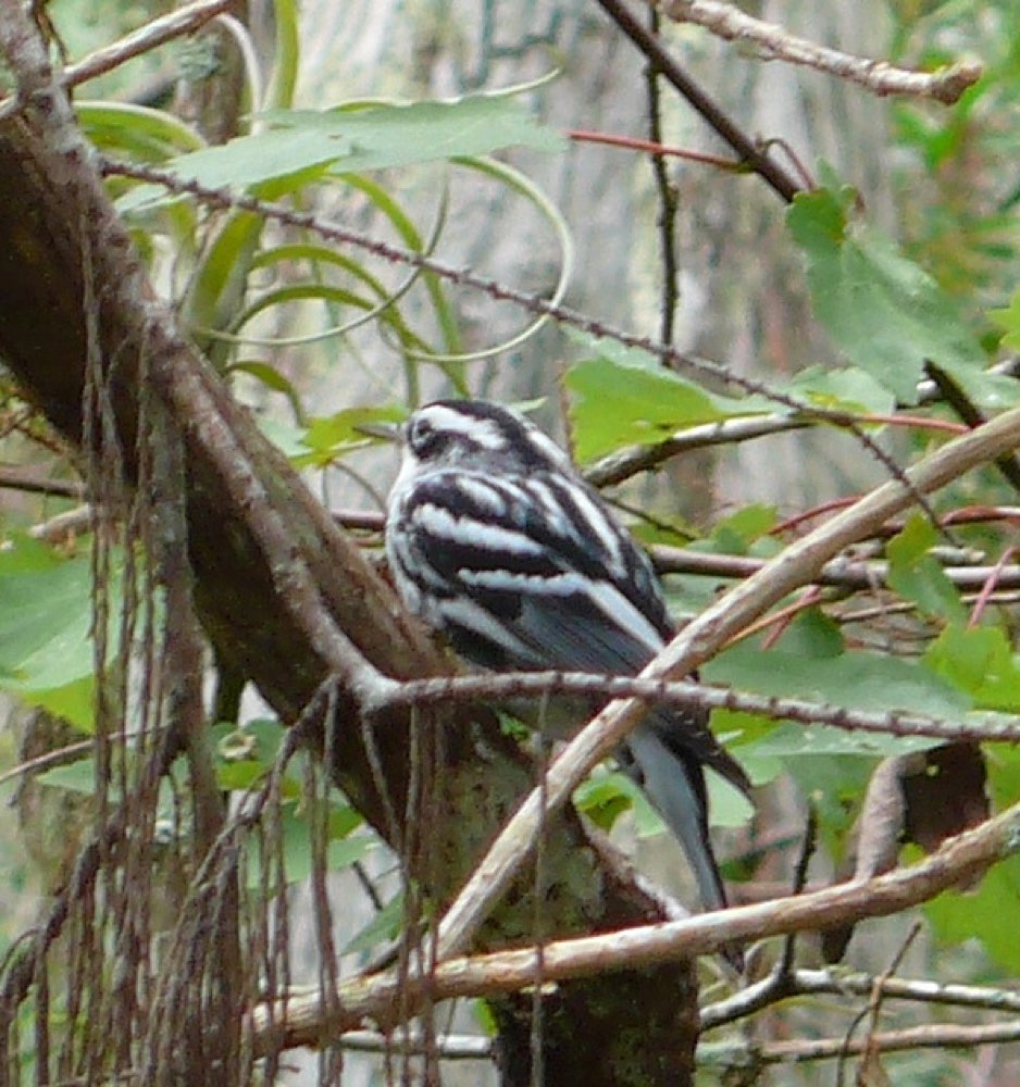 Black-and-white Warbler