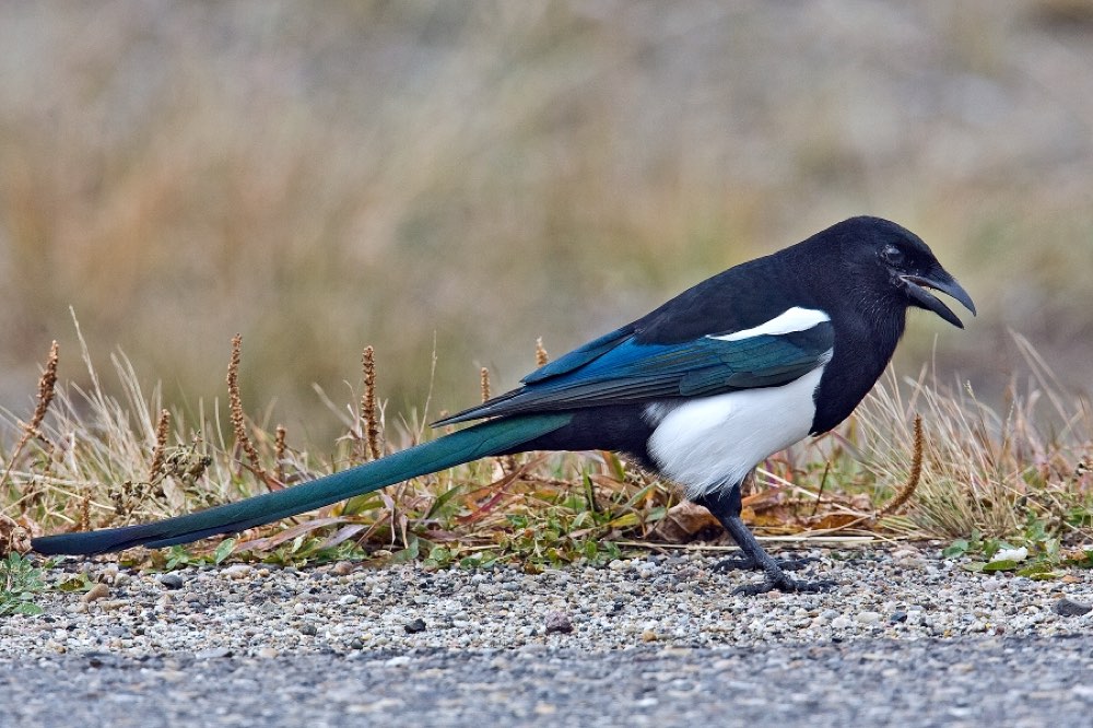 Black-billed Magpie