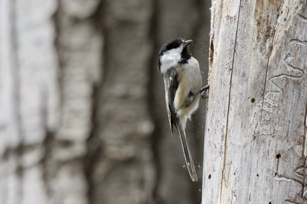 Black-capped Chickadee