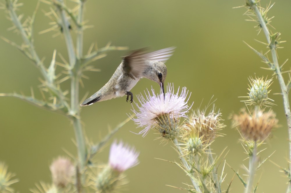 Black-chinned Hummingbird