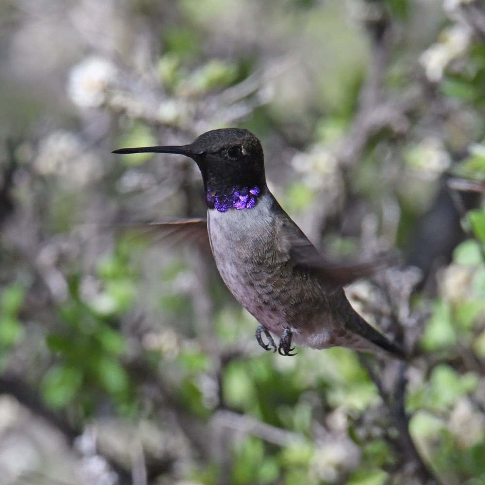 Black-chinned Hummingbird