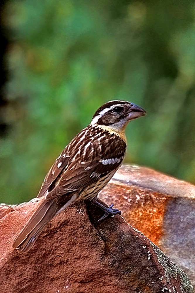 Female Black-headed Grosbeak