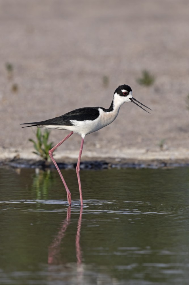Black-necked Stilt
