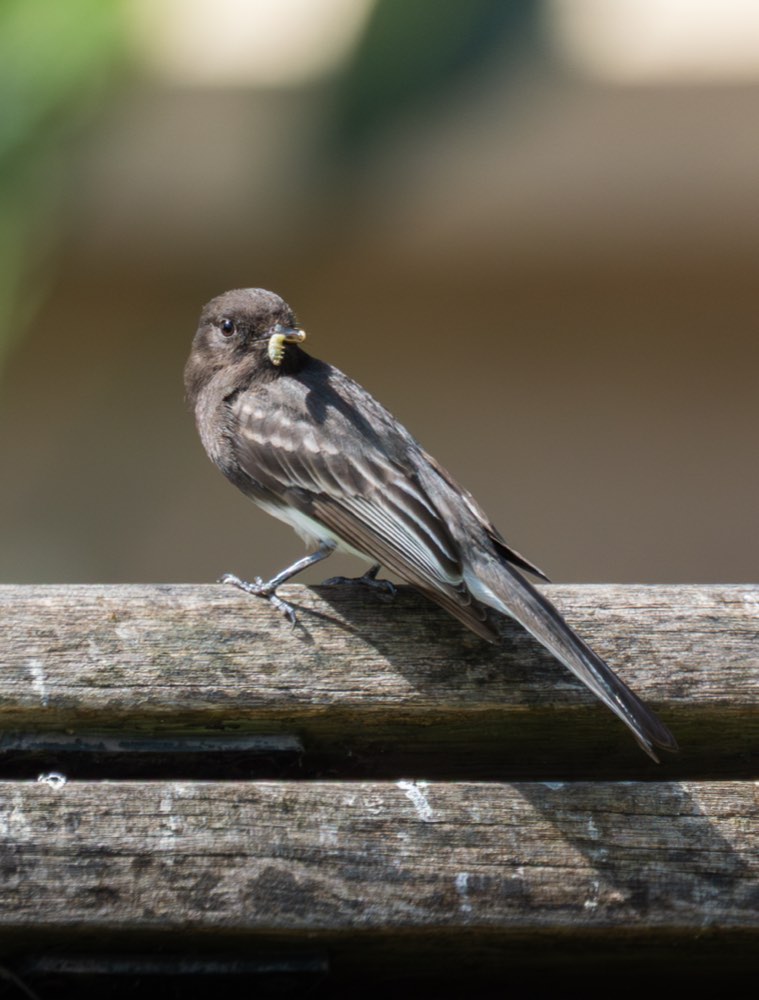 Black Phoebe
