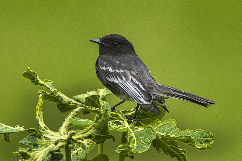 Black Phoebe