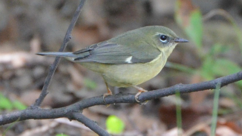 Female Black-throated Blue Warbler