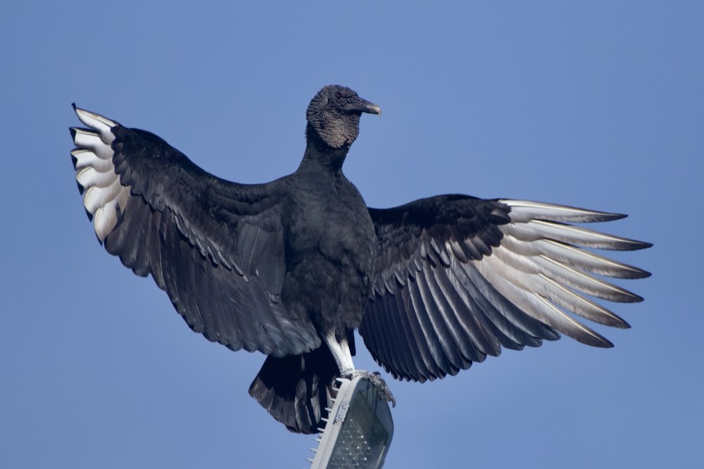 Black Vulture