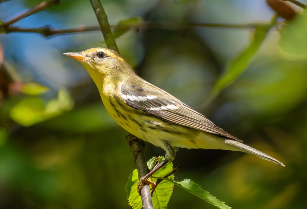 Blackburnian Warbler