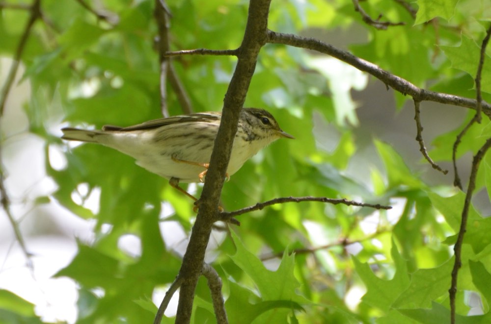 Female Blackpoll Warbler