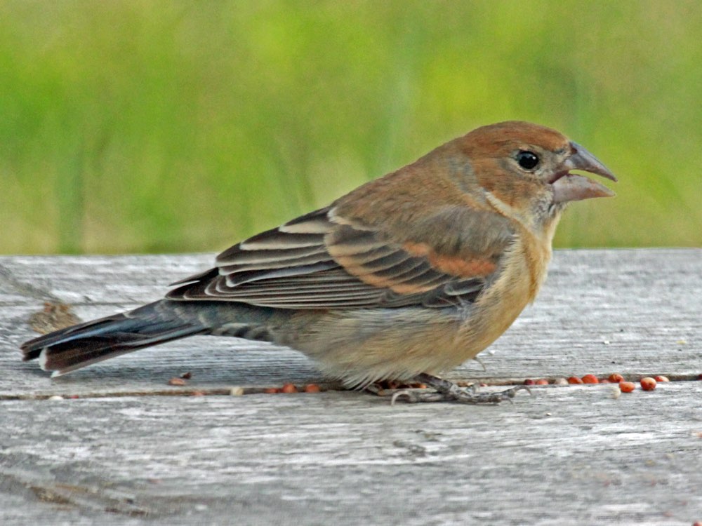 Female Blue Grosbeak