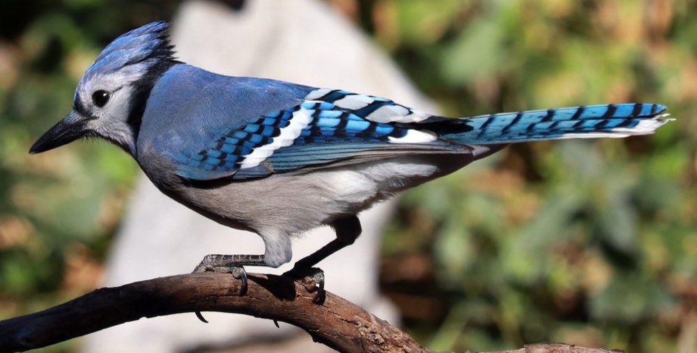 Blue Jay