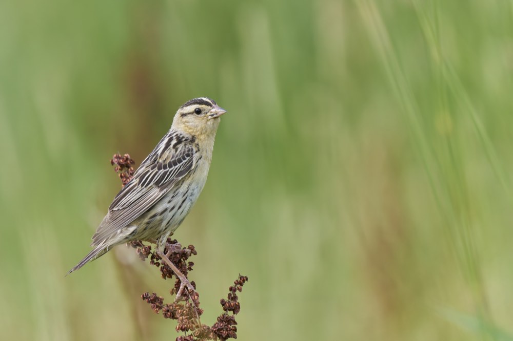 Bobolink