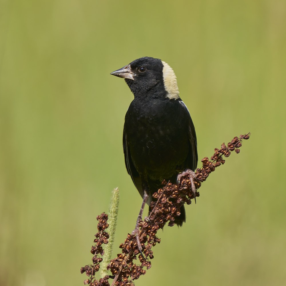 Bobolink