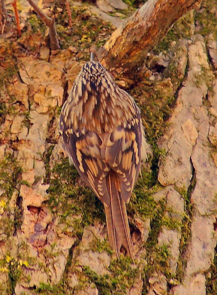 Brown Creeper