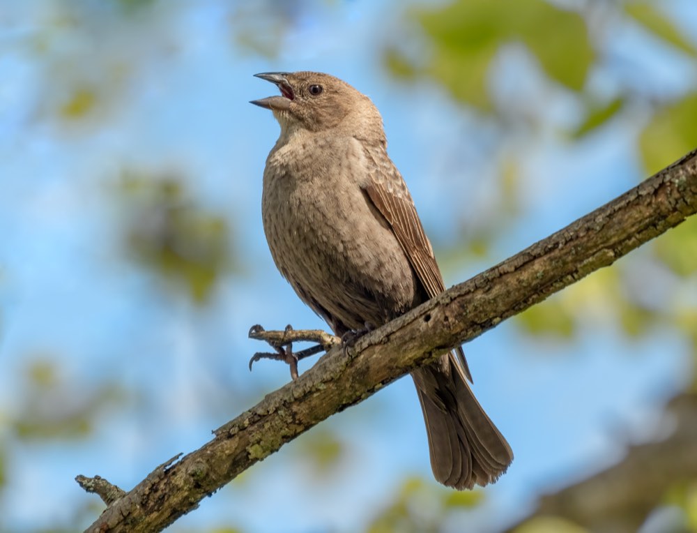 Female Brown-headed Cowbird