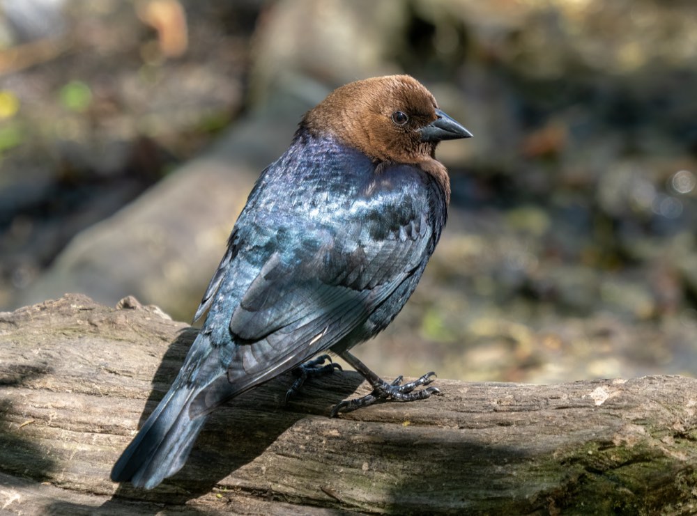 Brown-headed Cowbird
