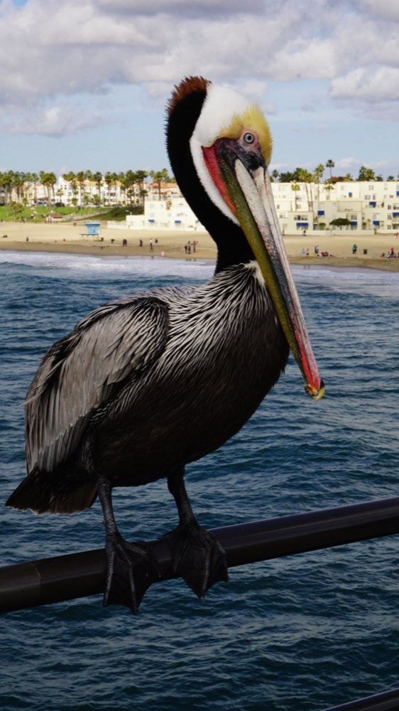 Brown Pelican