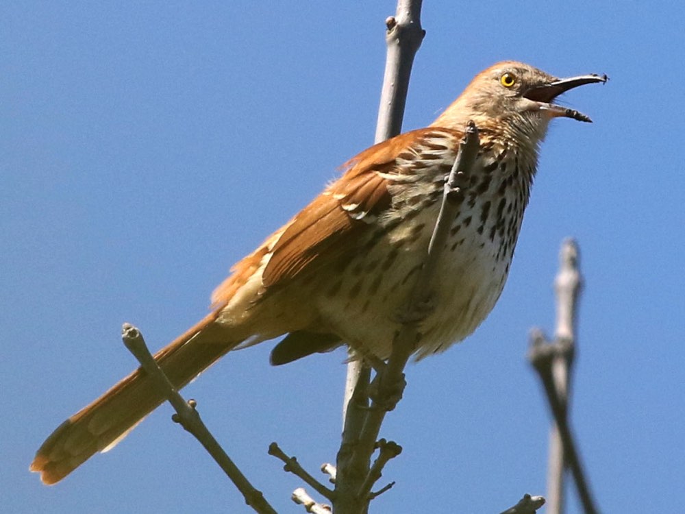 Brown Thrasher