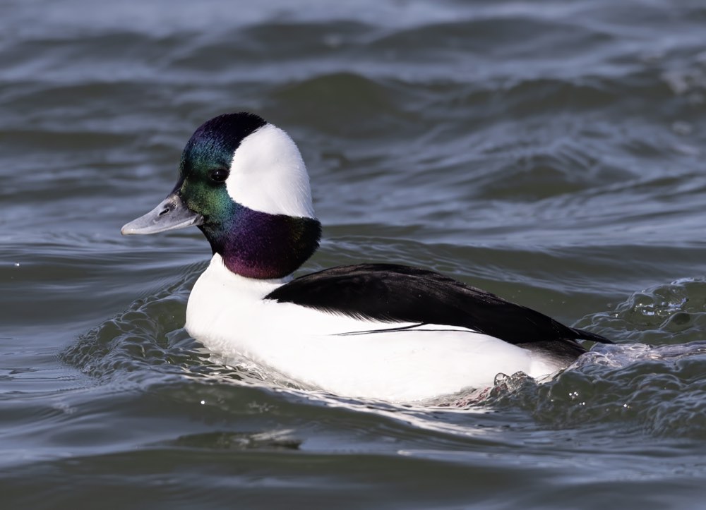 Male Bufflehead