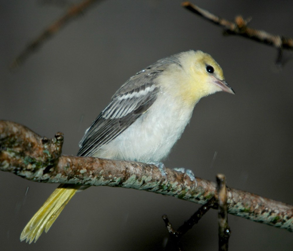 Bullock's Oriole