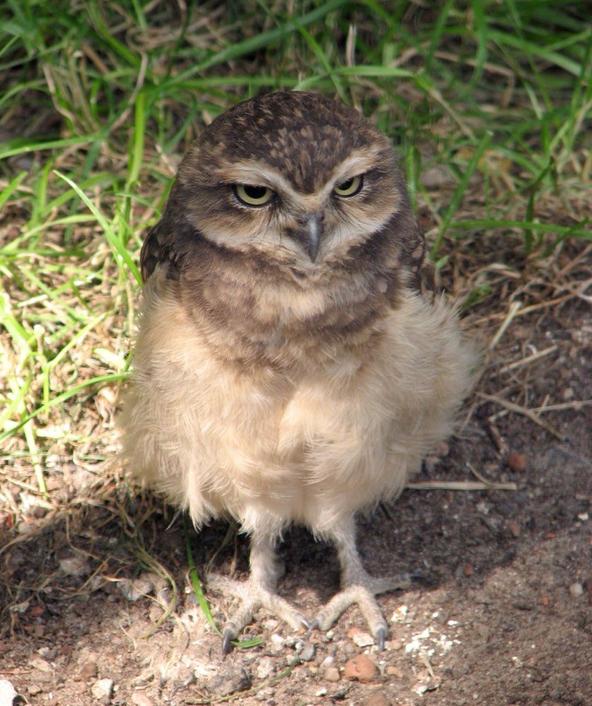 Burrowing Owl