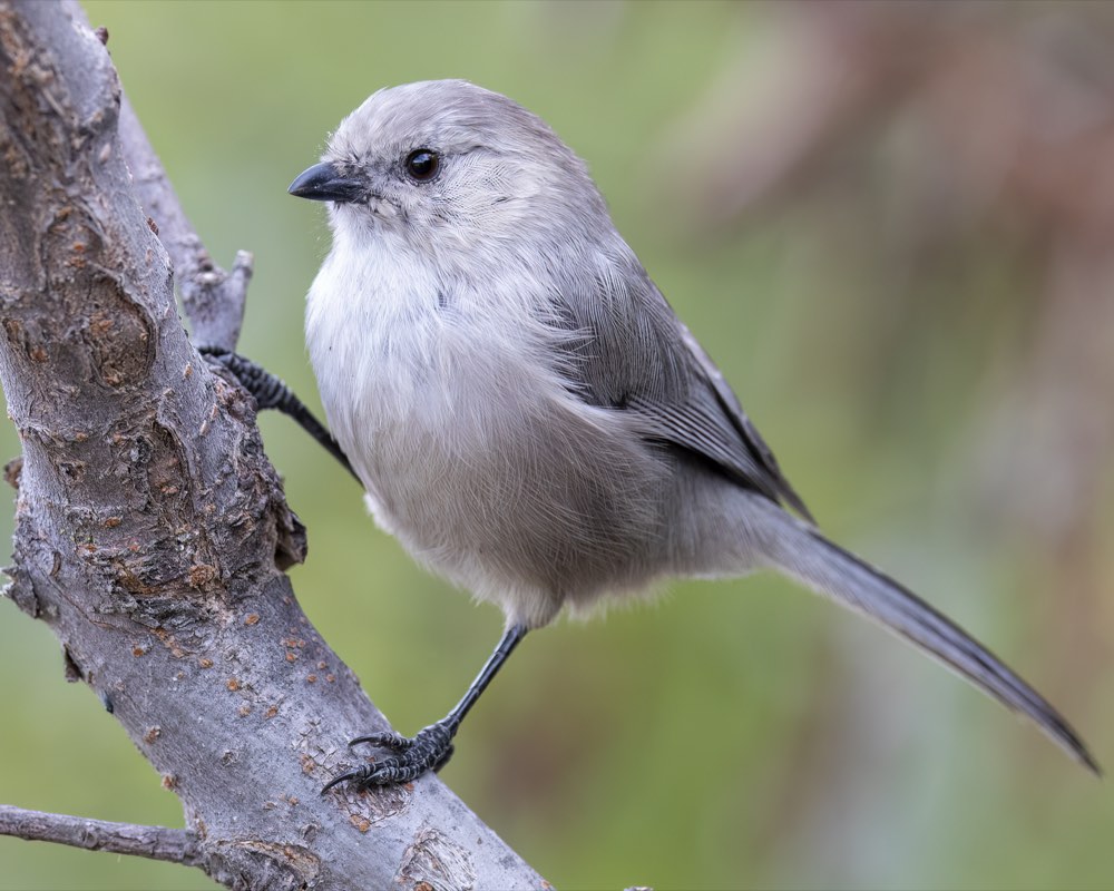 Bushtit
