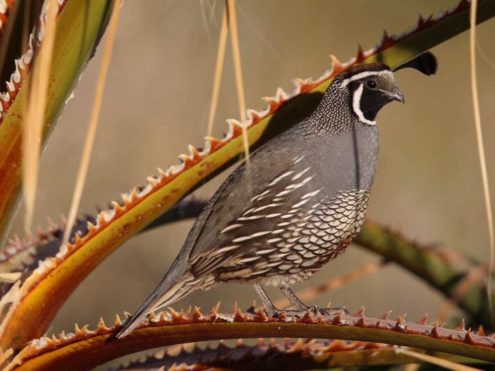 California Quail