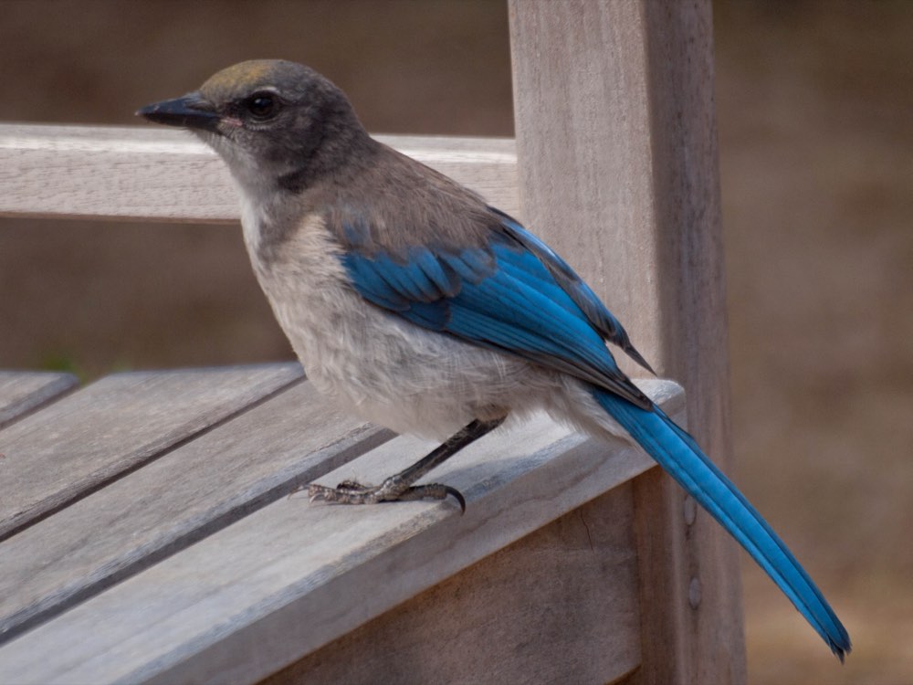 California Scrub-Jay