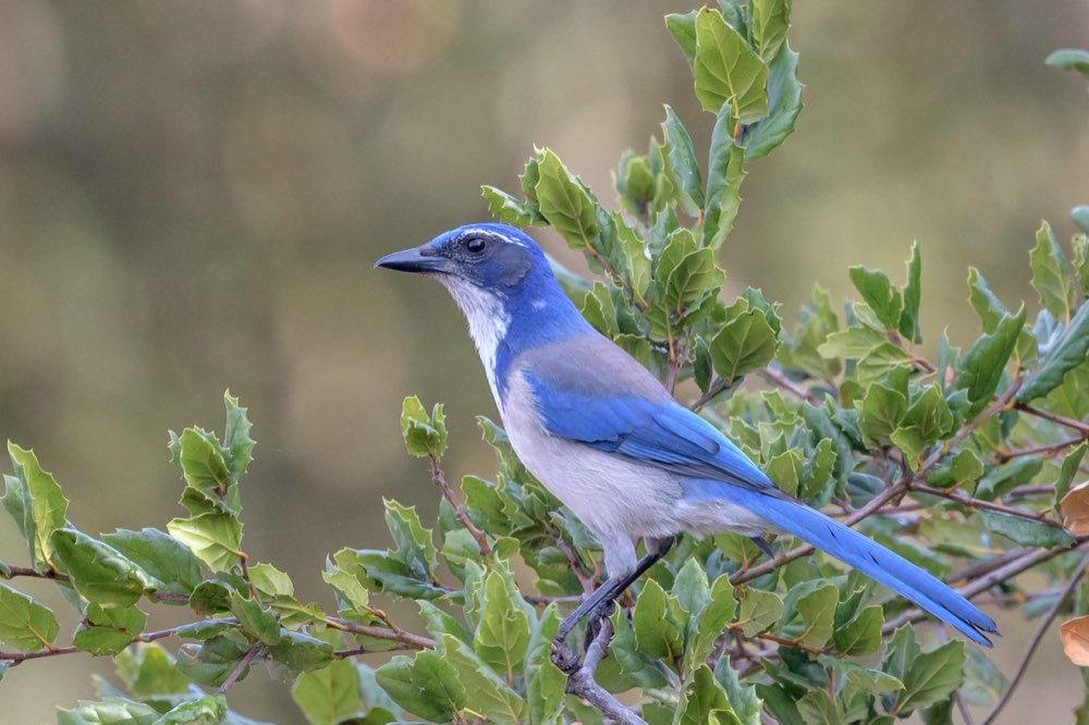 California Scrub-Jay