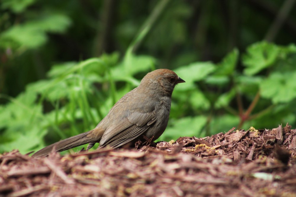 California Towhee