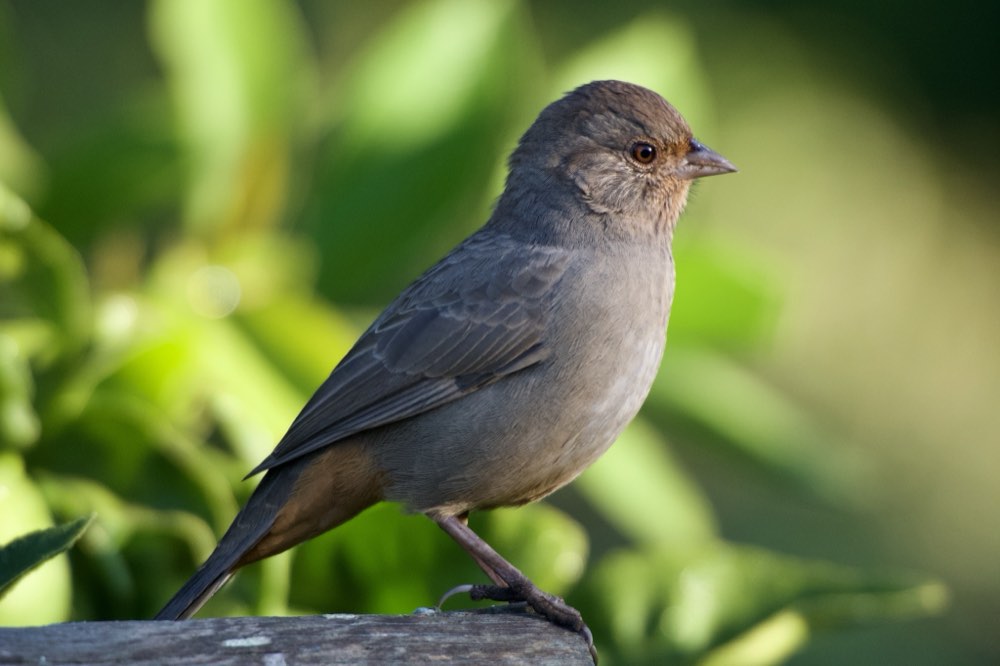 California Towhee