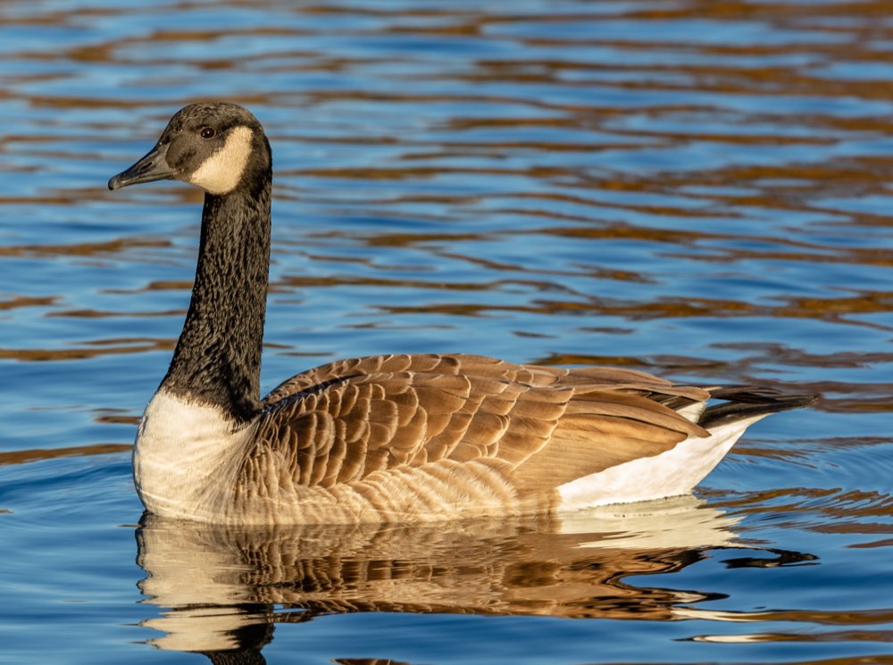 Canada Goose