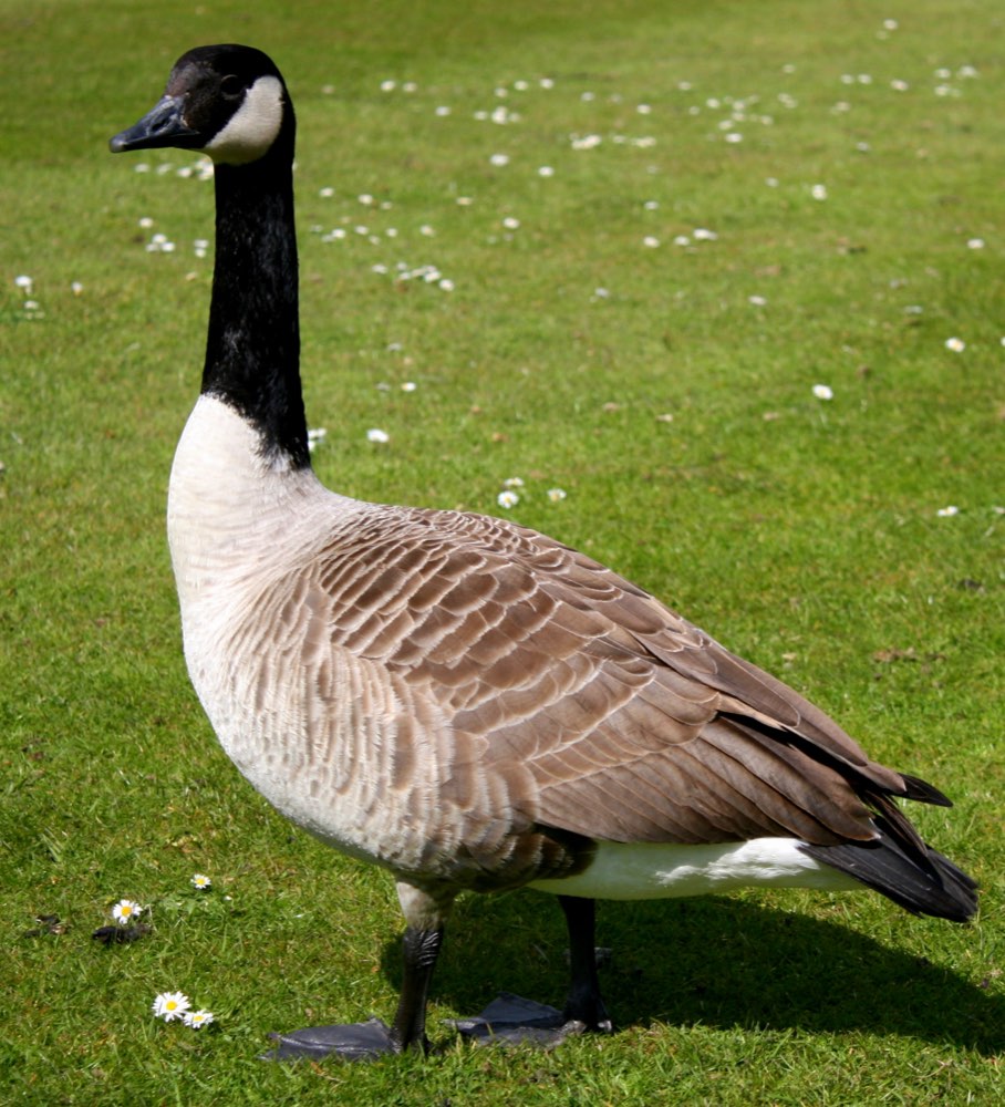 Canada Goose