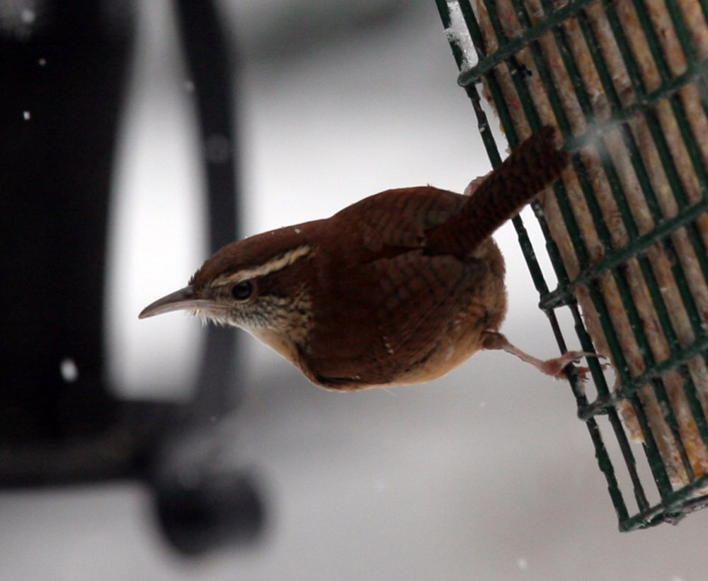 Carolina Wren